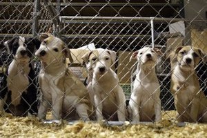 Трускавецький мер закликає жителів міста стерилізувати безпритульних тварин