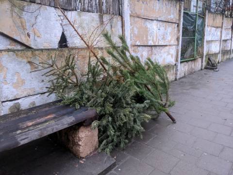 У Львові біля низки контейнерних майданчиків працюватимуть пункти збору ялинок на утилізацію