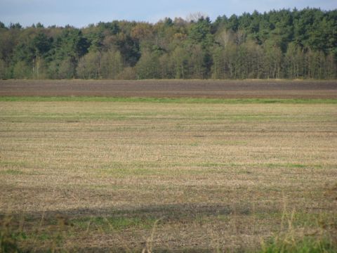 Сільрада на Львівщині незаконно виділила фірмі 90 га земель