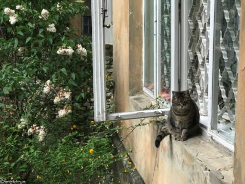 Садовий стерилізуватиме безпритульних котиків Львова за спиною дружини