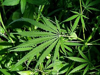 Правоохоронці виявили понад 1кг марихуани на фермі у Львівській області