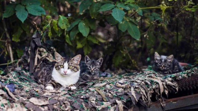 Генштаб ЗСУ оприлюднив втрати росіян на ранок 17 листопада