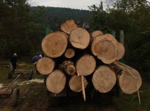 Екс-посадовця Старосамбірського лісгоспу викрили на незаконній вирубці лісу