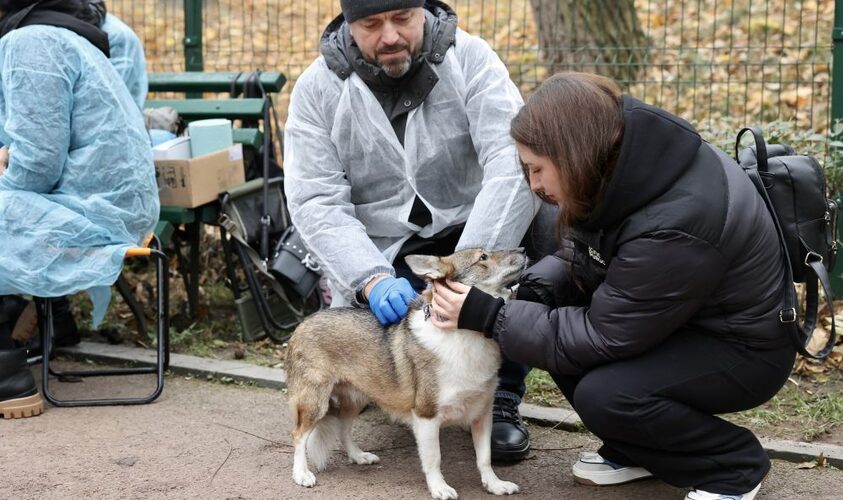 У Дублянах для домашніх тварин проведуть безкоштовну вакцинацію від сказу