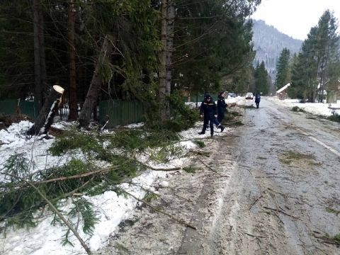 На Сколівщині вітер повалив дерева на трасу Київ-Чоп