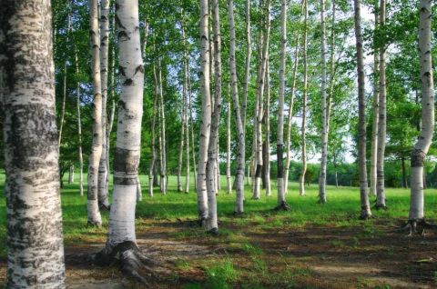 Чоловік загинув через падіння дерева на Львівщині