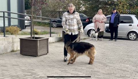 На Левандівці домашніх тварин безплатно вакцинуватимуть від сказу