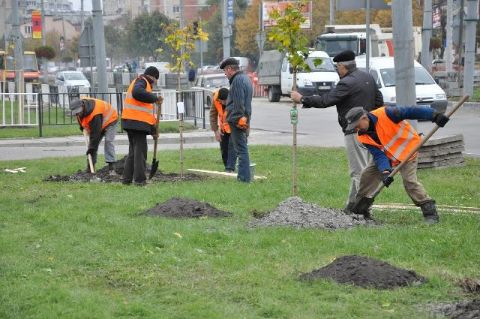 У Львові за вирубку насаджень штрафуватимуть на 1360 грн