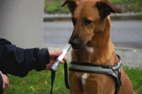 Торік службові собаки допомогли розкрити понад 600 злочинів
