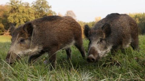 Польща не обмежуватиме міжнародну міграцію кабанів