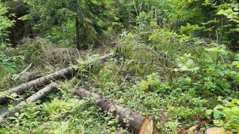 У природному парку Бойківщина незаконно зрізали дерев на понад 90 тисяч гривень