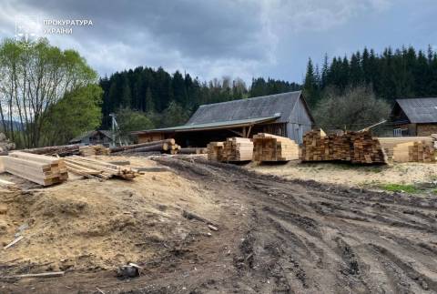 Місцевий підприємець організував схему з незаконної вирубки лісу на території Славської громади