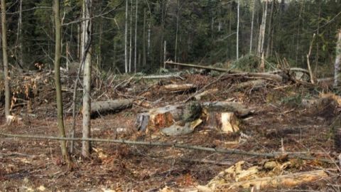 У парку Сколівські Бескиди висадять нові дерева