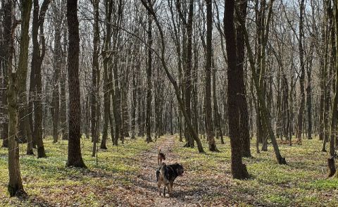 На Львівщині під час карантину заборонили гуляти в лісі