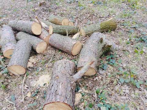 На території Галсільлісу незаконно вирубали дерева на майже мільйон гривень