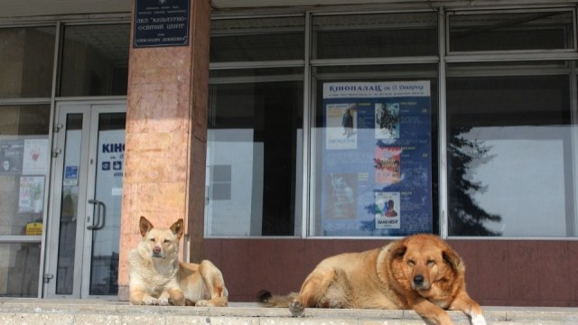 У Львові штрафуватимуть власників незареєстрованих собак