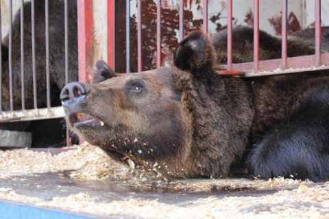 Захисники тварин вимагають бойкотувати вистави цирку "Кобзов" через експлуатацію тварин (ВІДЕО)