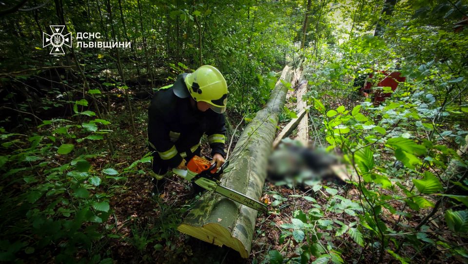 На Стрийщині через падіння дерева загинув чоловік