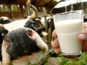 Особисті селянські господарства на Львівщині дають 90% всього молока в області