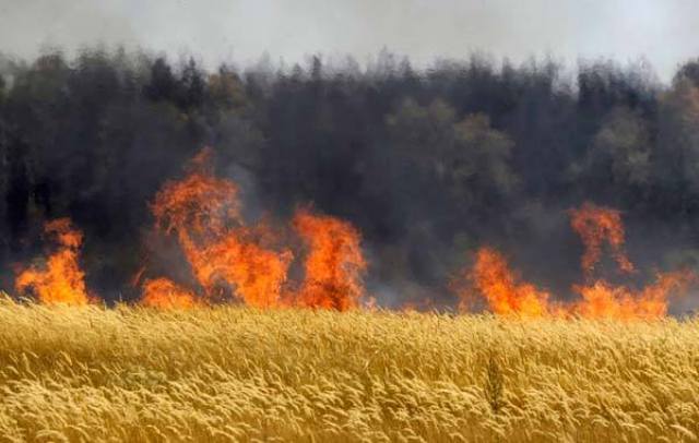 На Львівщині пожежа знищила 15 га пшениці