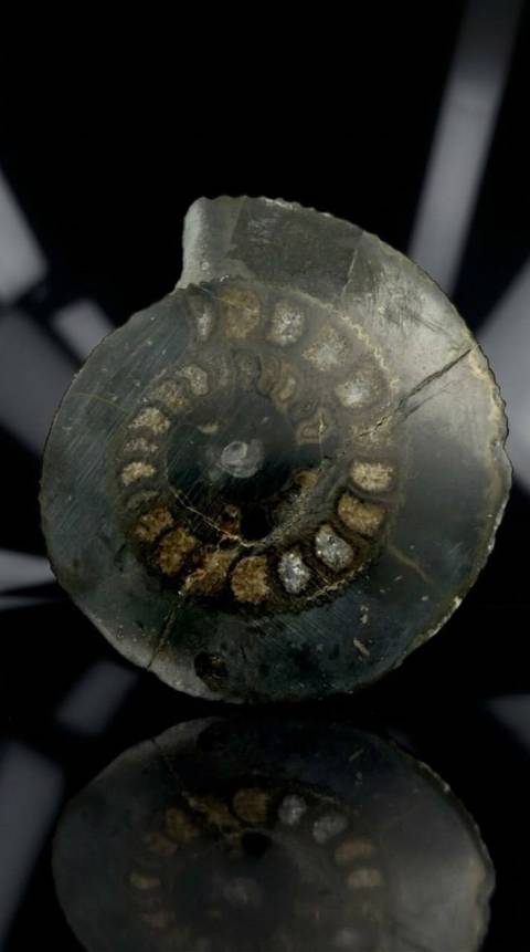 виставка київської дизайнерки та художниці Ольги Шинкаренко «Мушлі з епохи динозаврів»