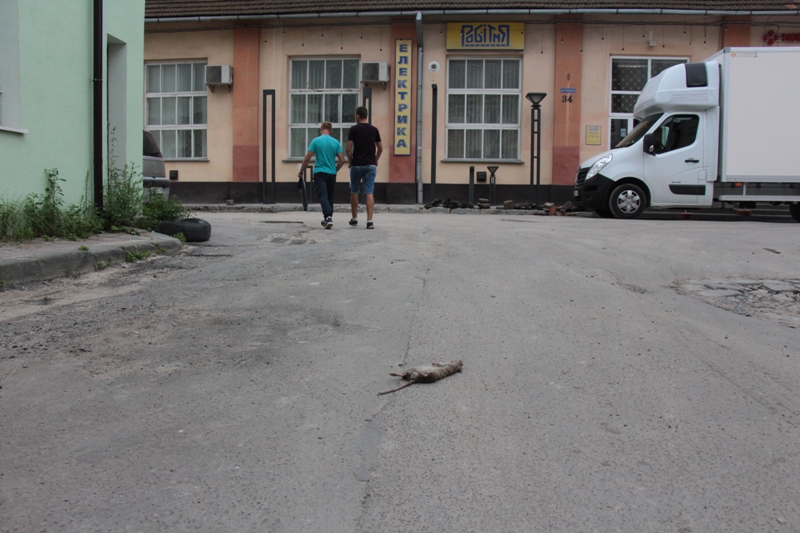 У центрі Львова виявили мертвого щура