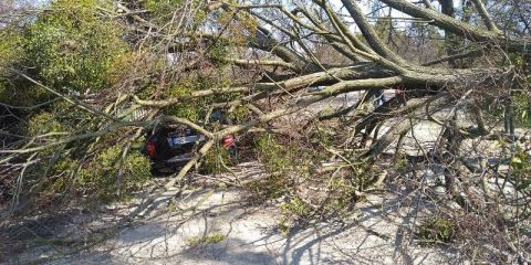 На Яворівщині дерево вщент знищило автівку