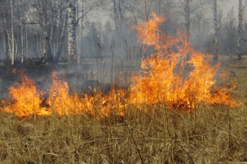 Понад 150 мешканців Львівщини спіймали на самовільному спалювання сухостою