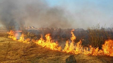 За добу у двох районах Львівщини горів сухостій