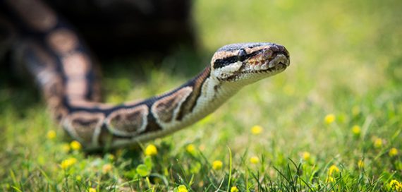 Двоє мешканців Львівщини потрапили до лікарні через укуси змії