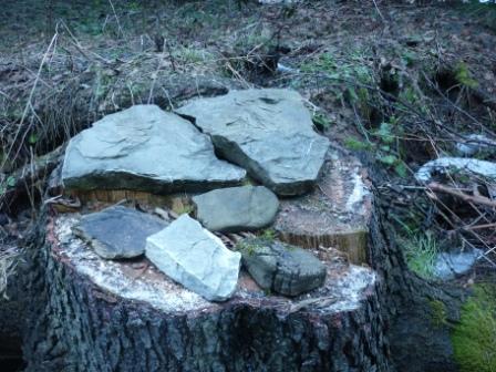 На Львівщині у заповіднику Пікуй незаконно зрізали 60 дерев