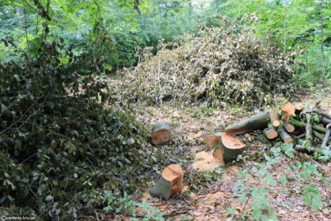 За незаконну рубку лісів на посадовців Славського лісгоспу відкрили кримінальне провадження