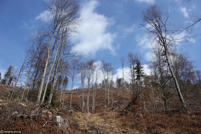 Посадовця Золочівського лісгоспу звинуватили у вирубці лісу