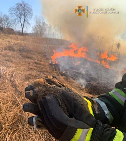 За добу на Львівщині зафіксували понад 80 пожеж сухостою