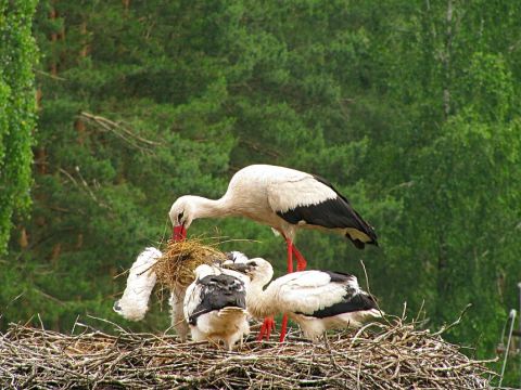 Лелеки Львівщини потребують допомоги