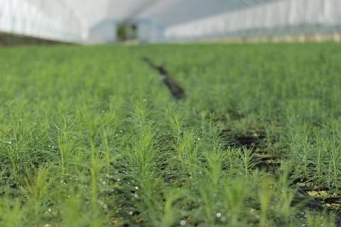 Погода на вихідні: без опадів, +14-16°C