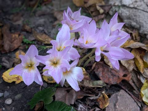 Погода на середу: мокрий сніг та дощ, +7°C