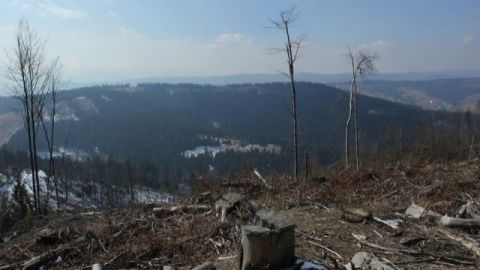 Самбірському лісгоспу дозволили поділити землю