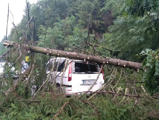 У Шегині на автомобілі, які стояли в черзі до кордону впало дерево