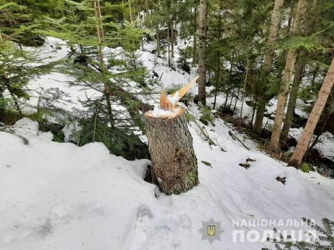 Чоловіку, який зрубав 5 ялиць на Турківщині, загрожує 3 роки ув'язнення
