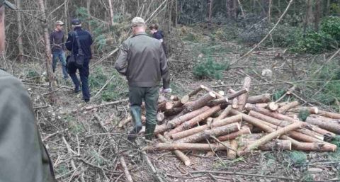 На Яворівщині незаконно вирубали понад 600 дерев