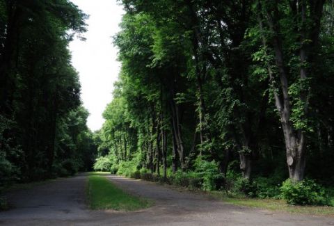 Прокуратура вимагає скасувати оренду земель парку «Снопківський» вартістю 3.1 млн грн