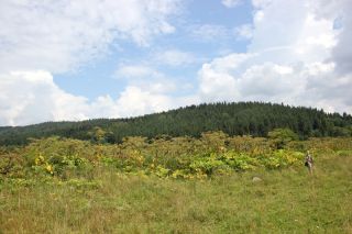 Висота борщівника на Турківщині, масштаби розростання