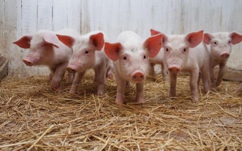 На Старосамбірщині виявили спалах африканської чуми свиней