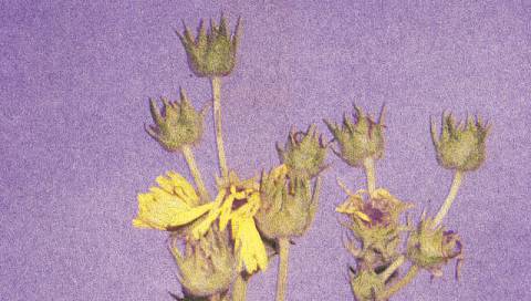 Погода на п'ятницю: дощ, +8°C