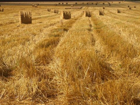 Понад 25 млн. тонн ранніх зернових культур зібрані цього року в Україні