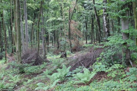 Синютка передав частину лісу на Стрийщині для вирощування енергокультур