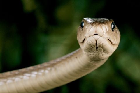 Цих вихідних на Львівщині зафіксовано два факти укусів змій