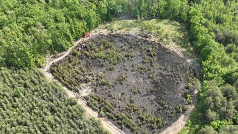 На місці падіння дрону в Золочівському районі висадять новий ліс