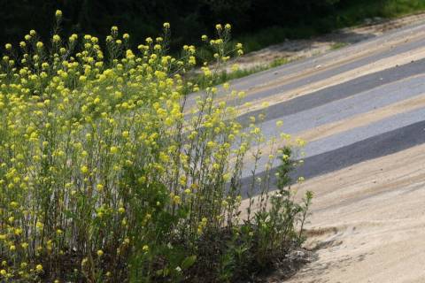 На Грибовицькому сміттєзвалищі створять гольфове поле для ветеранів